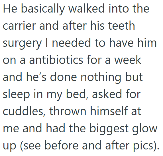 He basically walked into the carrier and after his teeth surgery I needed to have him on a antibiotics for a week and he's done nothing but sleep in my bed, asked for cuddles, thrown himself at me and had the biggest glow up (see before and after pics).