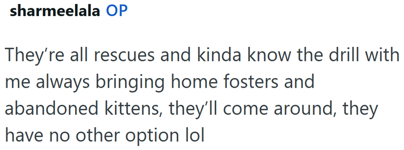 sharmeelala OP They're all rescues and kinda know the drill with me always bringing home fosters and abandoned kittens, they'll come around, they have no other option lol