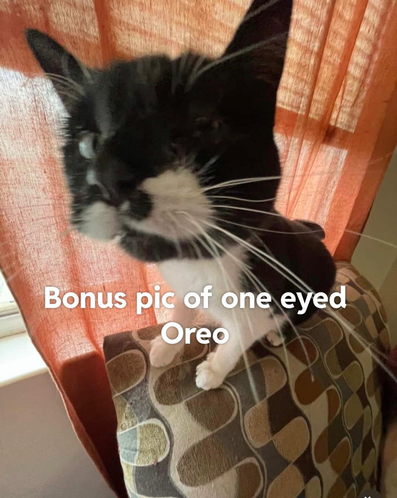 Bonus pic of one eyed Oreo
