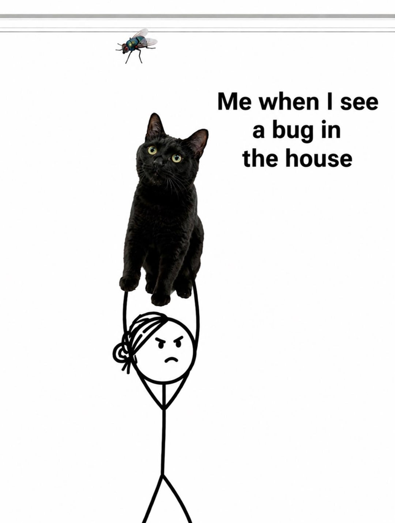 Me when I see a bug in the house
