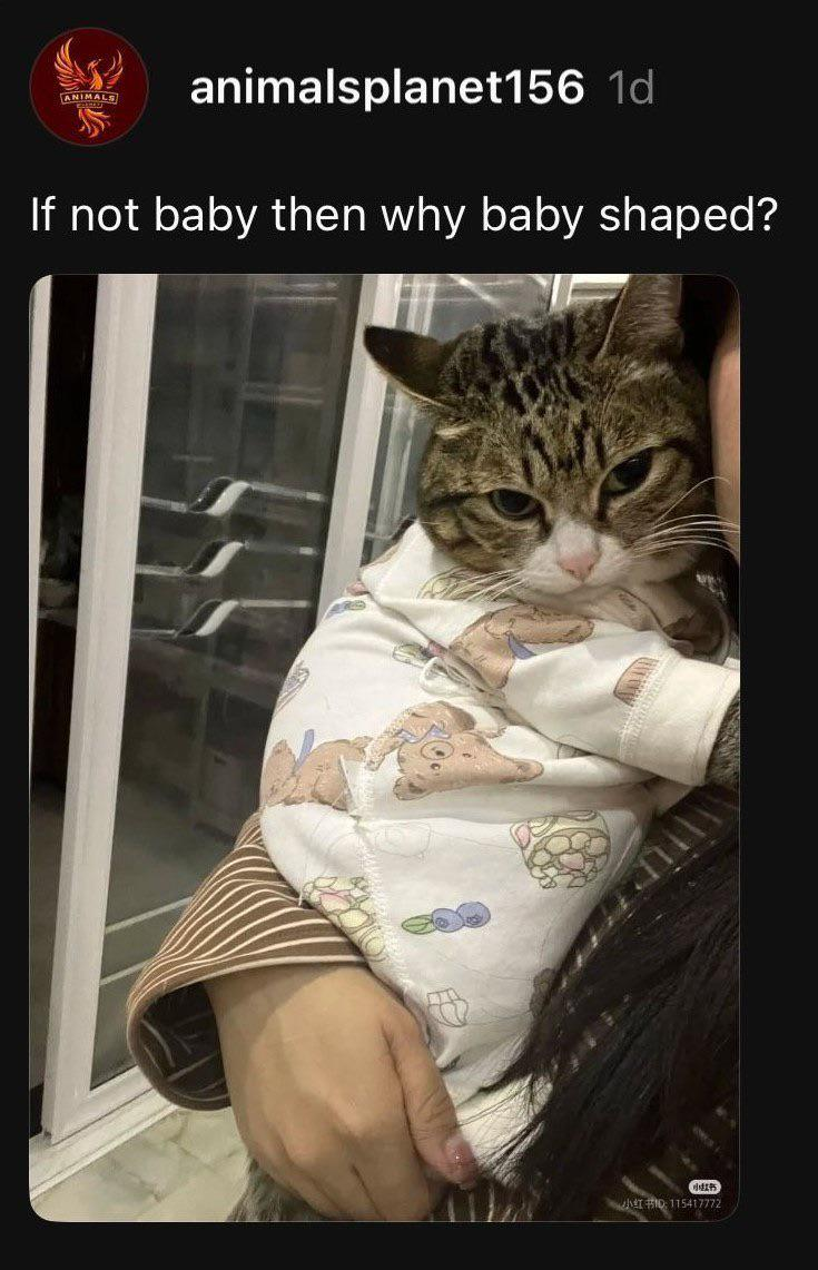 ANIMALS animalsplanet156 1d If not baby then why baby shaped? #10115417772