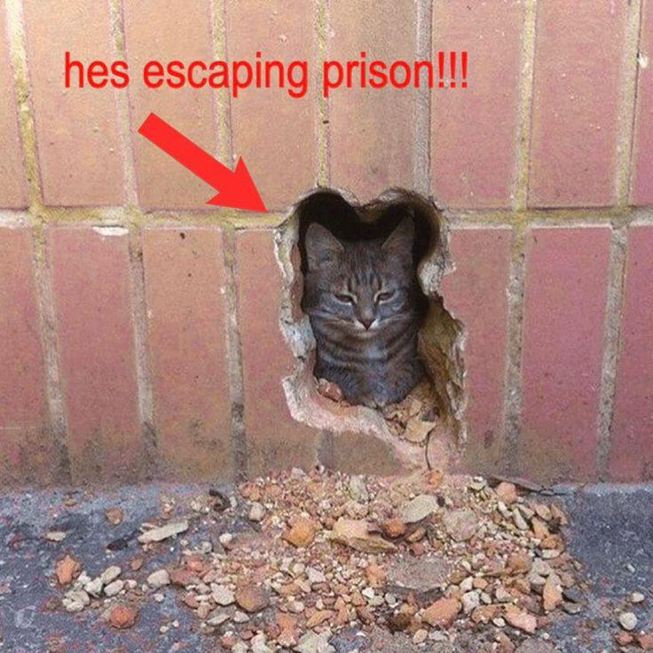 hes escaping prison!!!