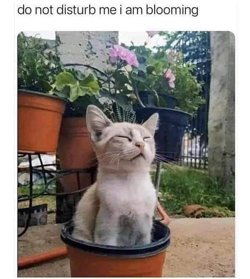 do not disturb me i am blooming