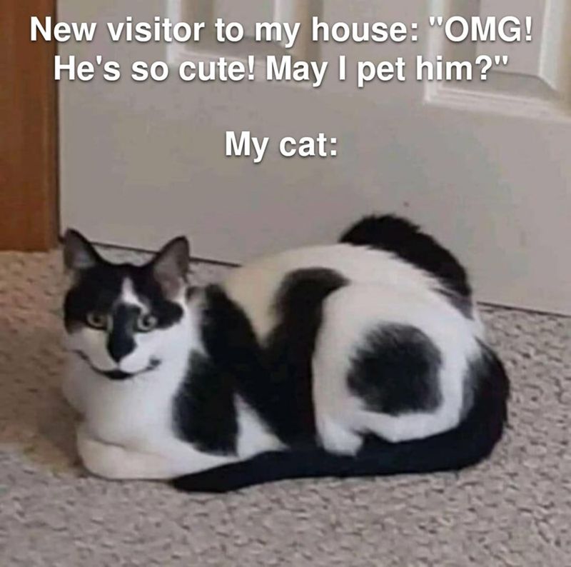 New visitor to my house: "OMG! He's so cute! May I pet him?" My cat:
