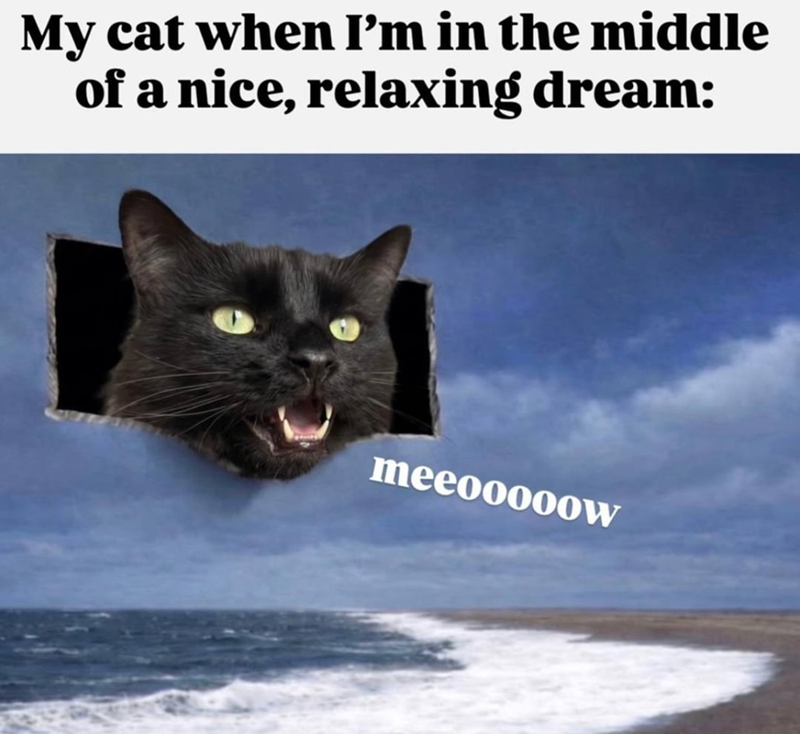 My cat when I'm in the middle of a nice, relaxing dream: meeooooow