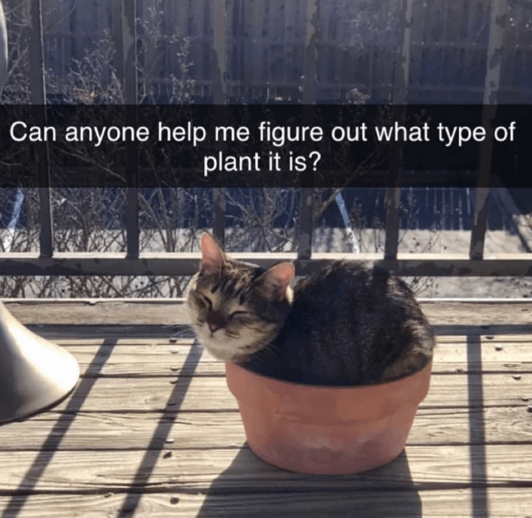 Can anyone help me figure out what type of plant it is?