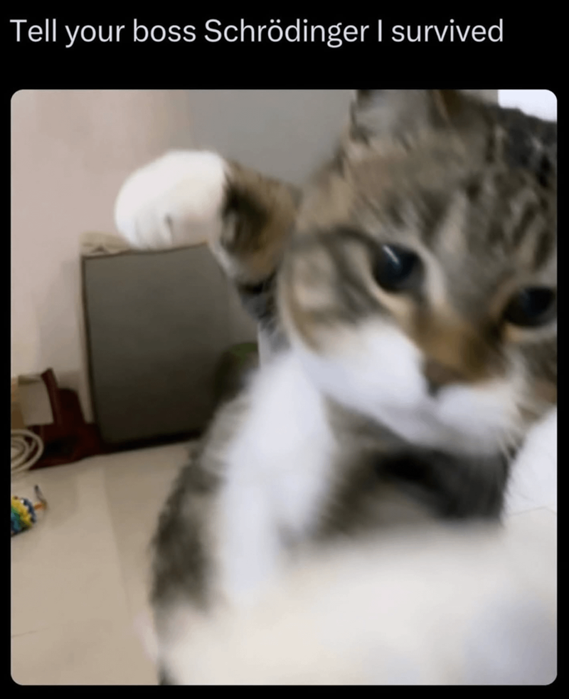 Tell your boss Schrödinger I survived