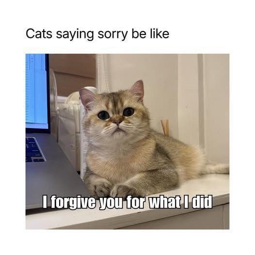 Cats saying sorry be like I forgive you for what I did
