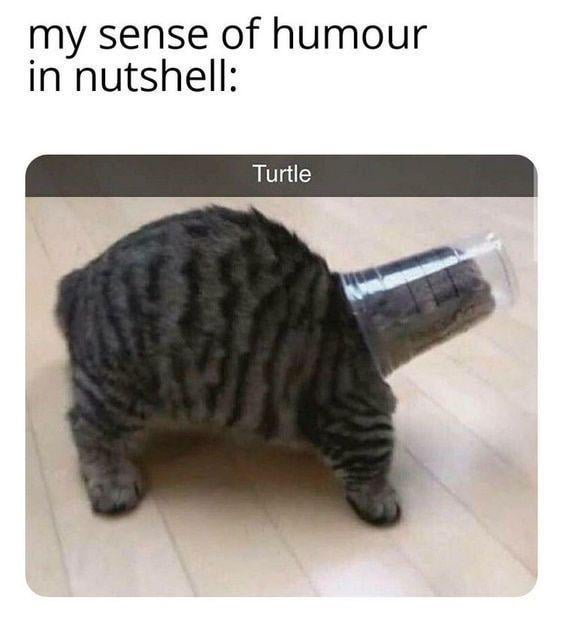 my sense of humour in nutshell: Turtle