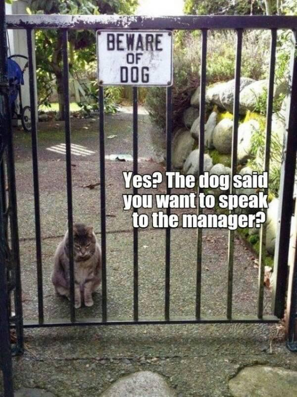 BEWARE OF DOG Yes? The dog said you want to speak to the manager?