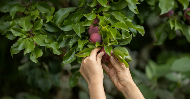 A representation of a pair of hands picking plums from a tree branch