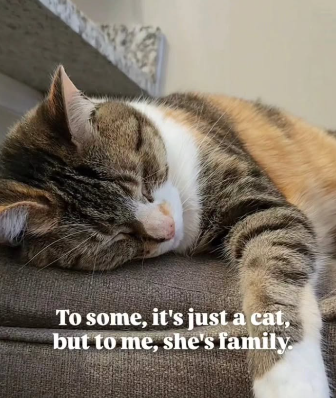 To some, it's just a cat, but to me, she's family.