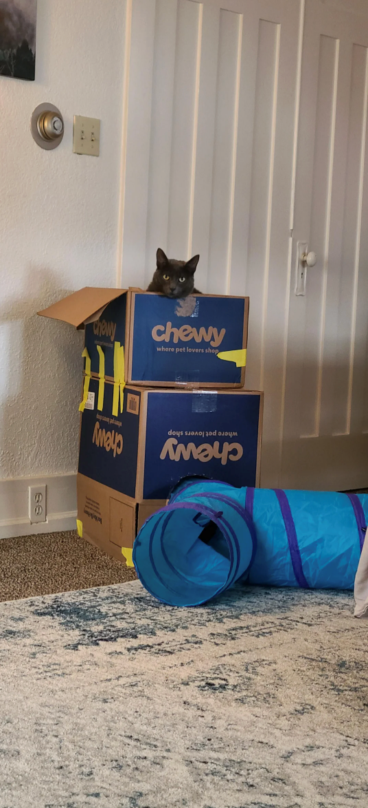 chewy where pet lovers shop where pet lovers shop chewy