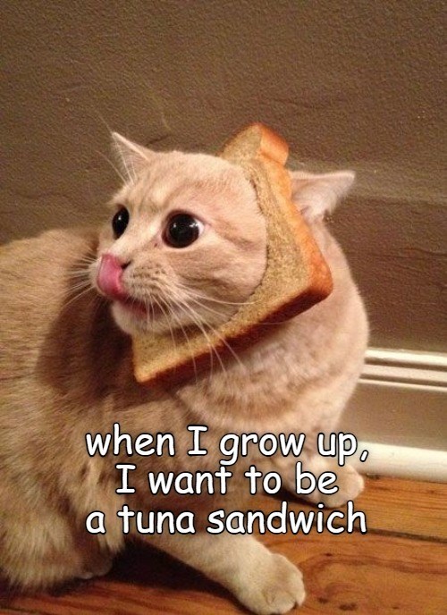 Cheezburger Image 10647626752