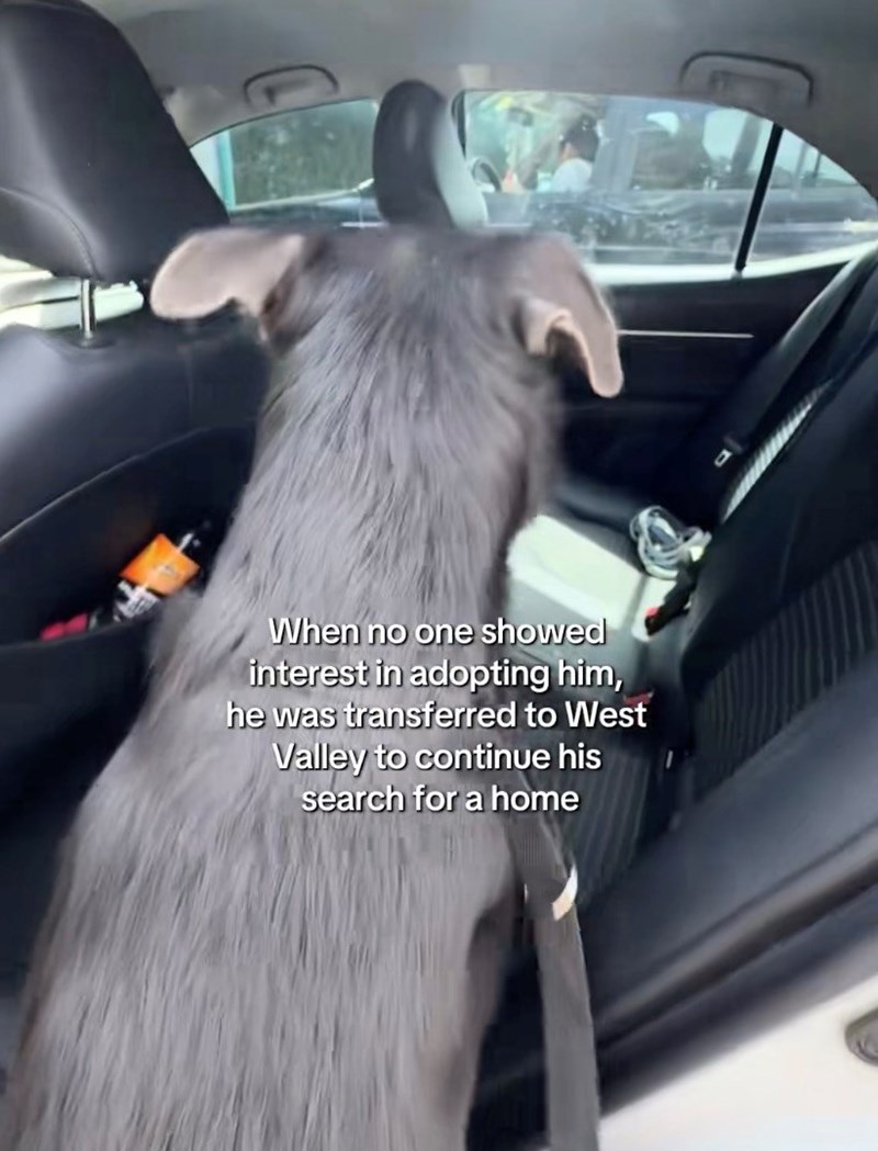 Shelter Dog Gets Reunited with his Favorite Toy