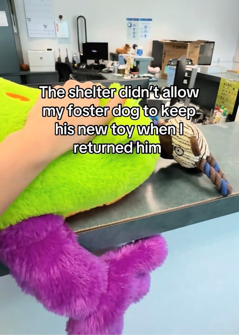 Shelter Dog Gets Reunited with his Favorite Toy