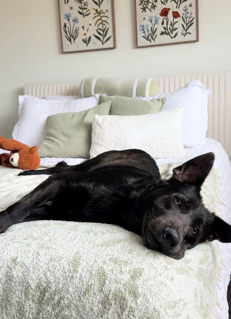 Shelter Dog Gets Reunited with his Favorite Toy