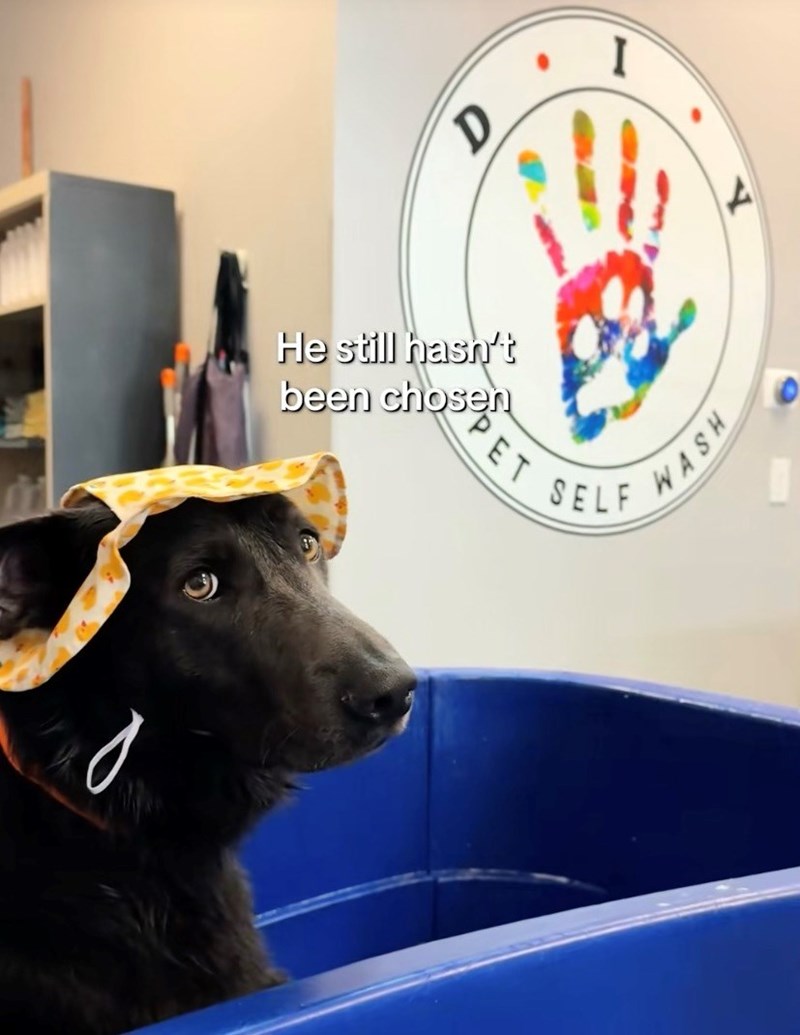 Shelter Dog Gets Reunited with his Favorite Toy