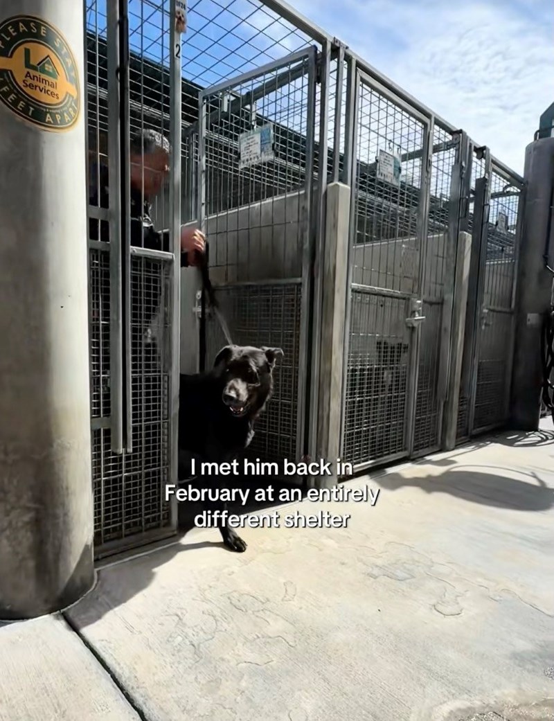 Shelter Dog Gets Reunited with his Favorite Toy