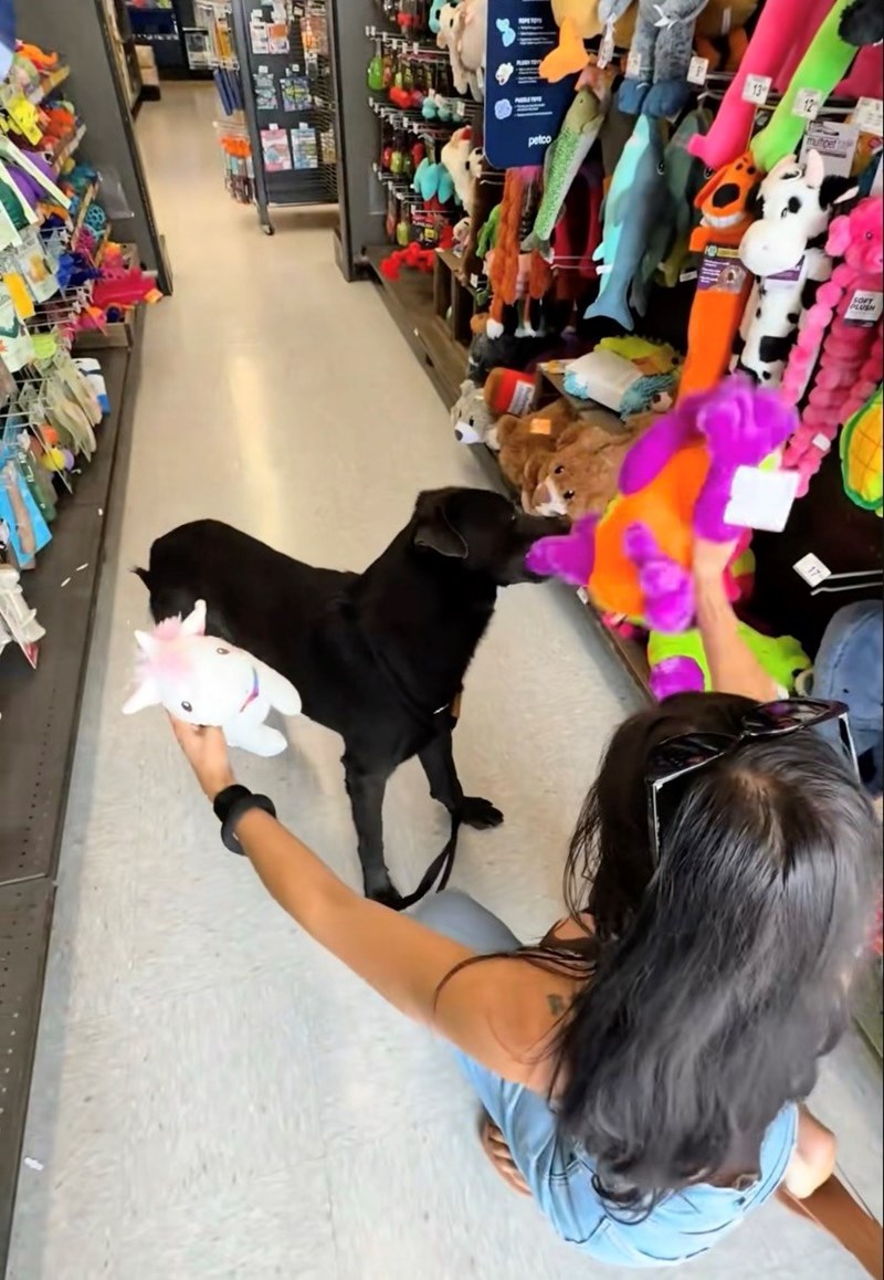 Shelter Dog Gets Reunited with his Favorite Toy