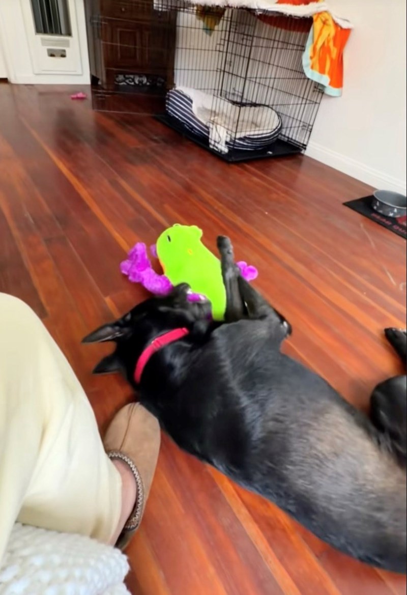Shelter Dog Gets Reunited with his Favorite Toy