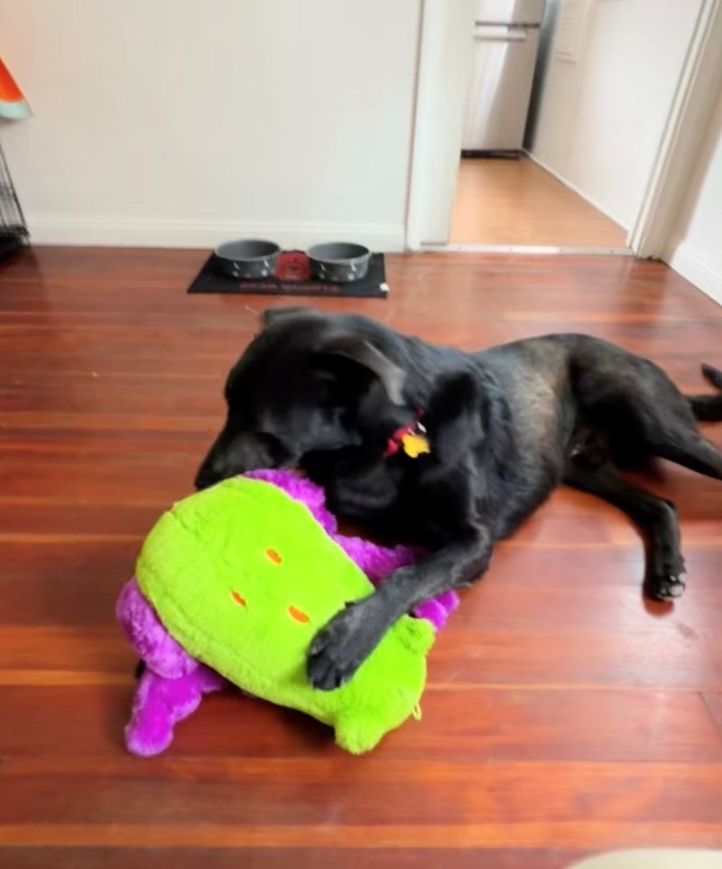 Shelter Dog Gets Reunited with his Favorite Toy