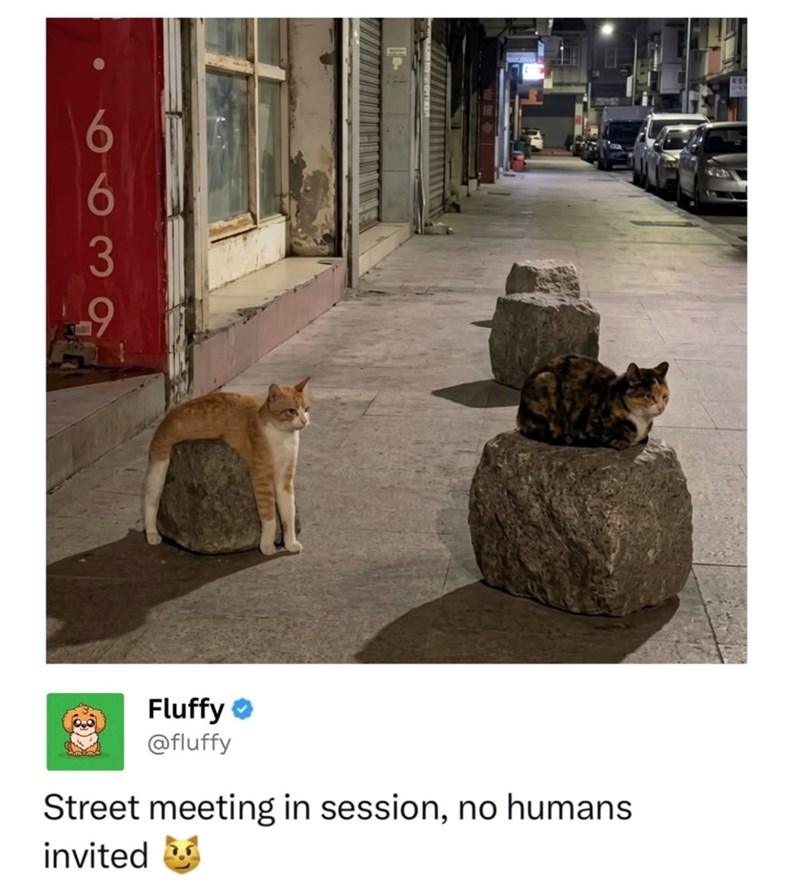 Fluffy @fluffy Street meeting in session, no humans invited
