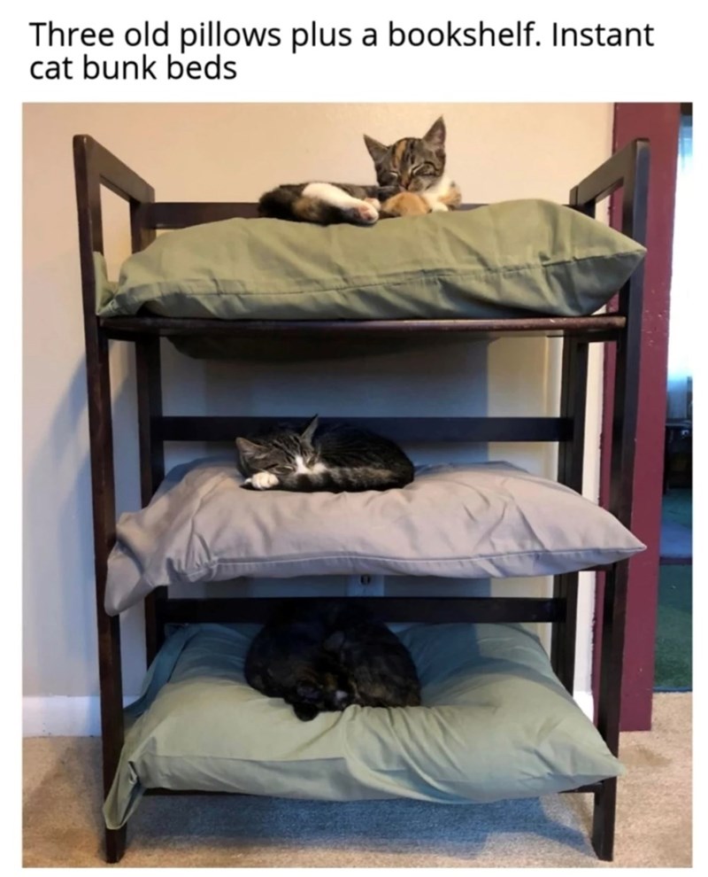 Three old pillows plus a bookshelf. Instant cat bunk beds
