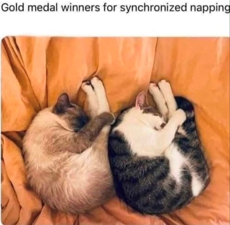 Gold medal winners for synchronized napping