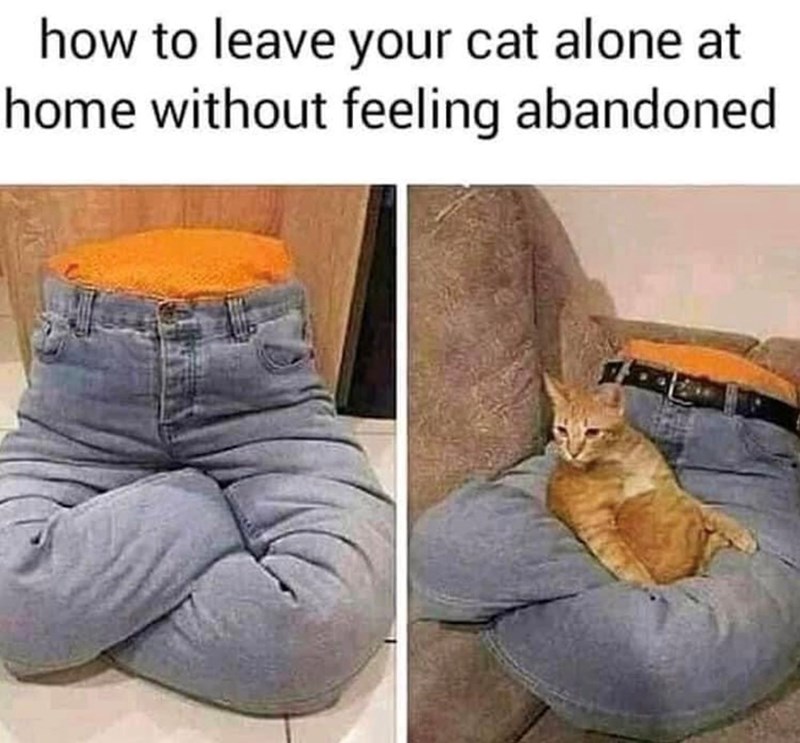 how to leave your cat alone at home without feeling abandoned