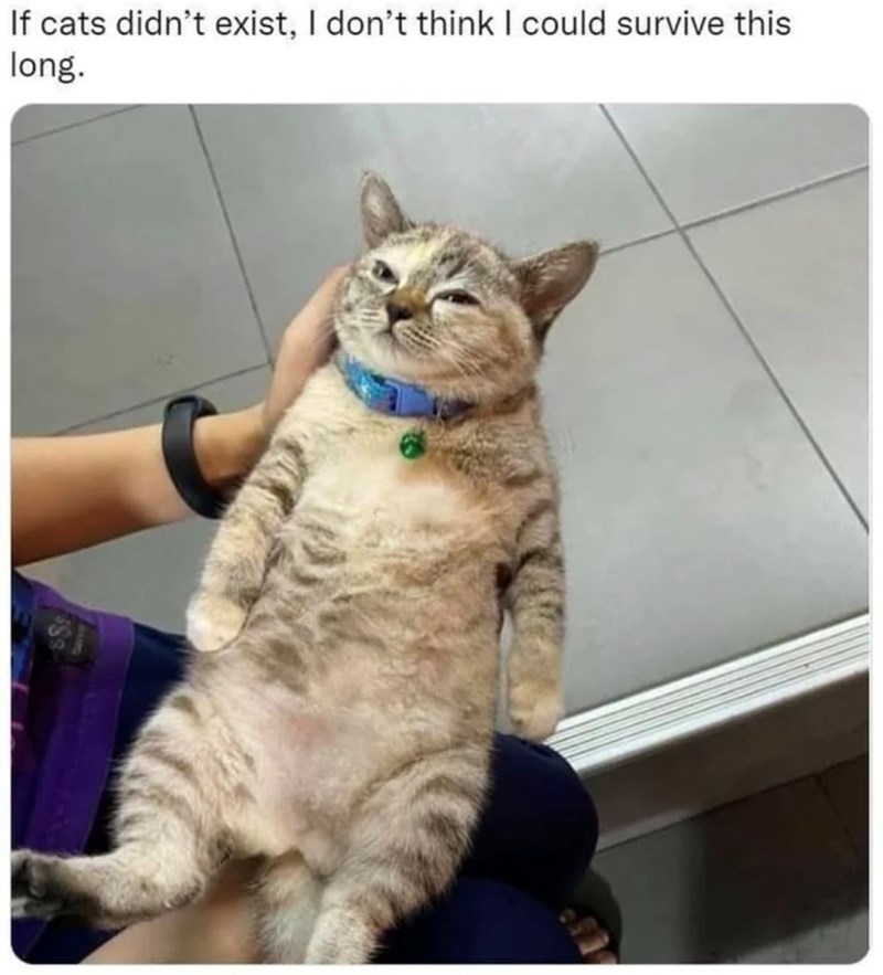 If cats didn't exist, I don't think I could survive this long.