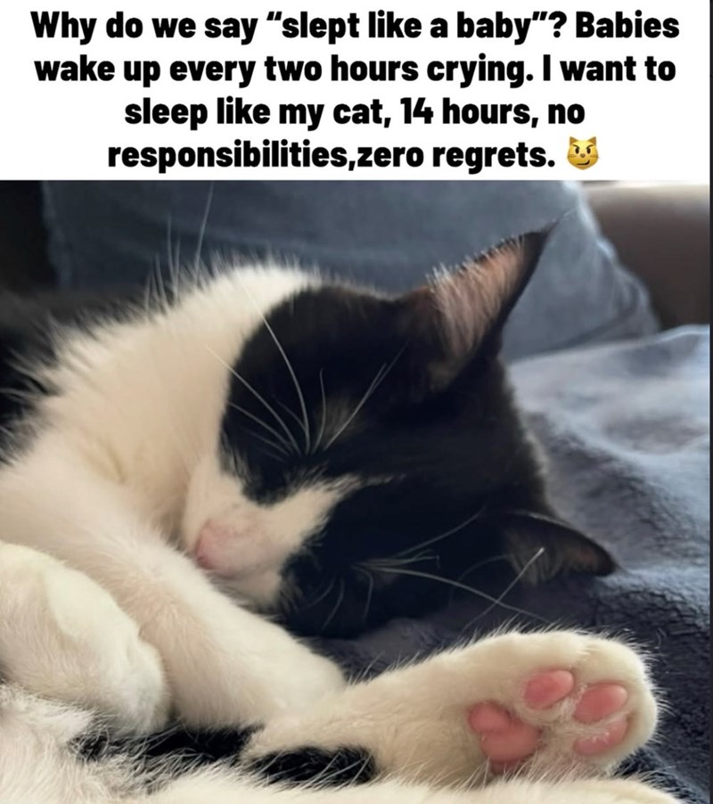 Why do we say "slept like a baby"? Babies wake up every two hours crying. I want to sleep like my cat, 14 hours, no responsibilities,zero regrets.