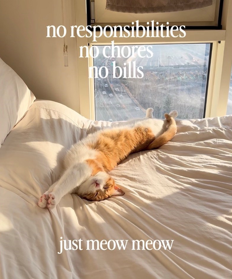 no responsibilities no chores no bills just meow meow