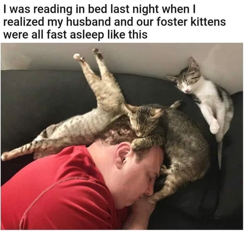 I was reading in bed last night when I realized my husband and our foster kittens were all fast asleep like this