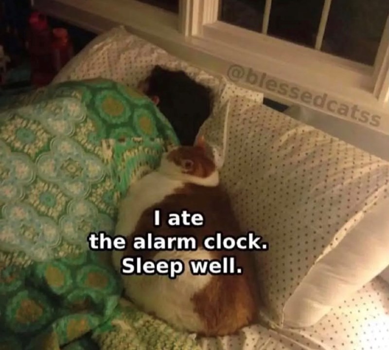 @blessedcatss I ate the alarm clock. Sleep well.