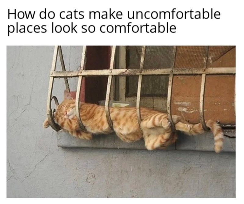 How do cats make uncomfortable places look so comfortable.