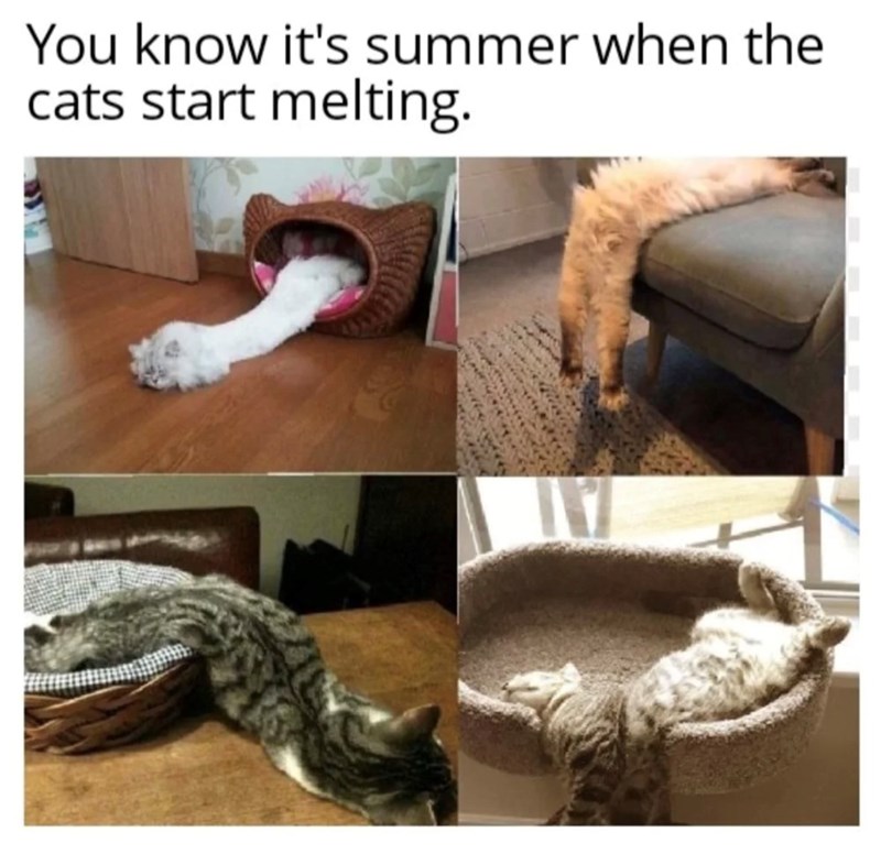 You know it's summer when the cats start melting.