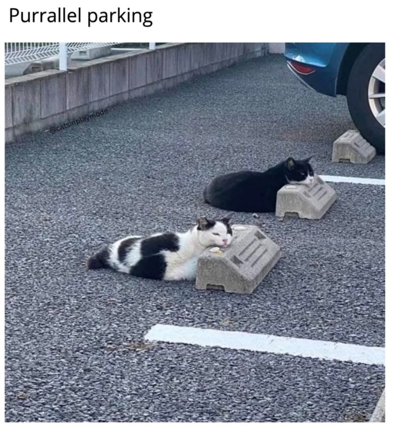 Purrallel parking @catsinplaymode