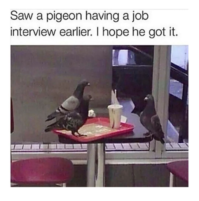 Saw a pigeon having a job interview earlier. I hope he got it.