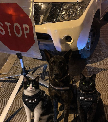 STOP DETECTOR DETECTOR