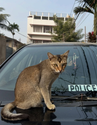POLICE