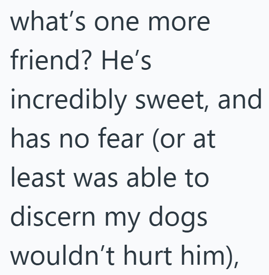 what's one more friend? He's incredibly sweet, and has no fear (or at least was able to discern my dogs wouldn't hurt him),
