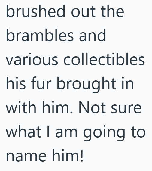 brushed out the brambles and various collectibles his fur brought in with him. Not sure what I am going to name him!