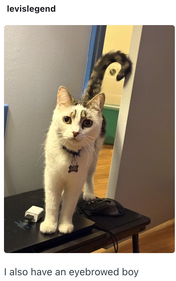 levislegend I also have an eyebrowed boy
