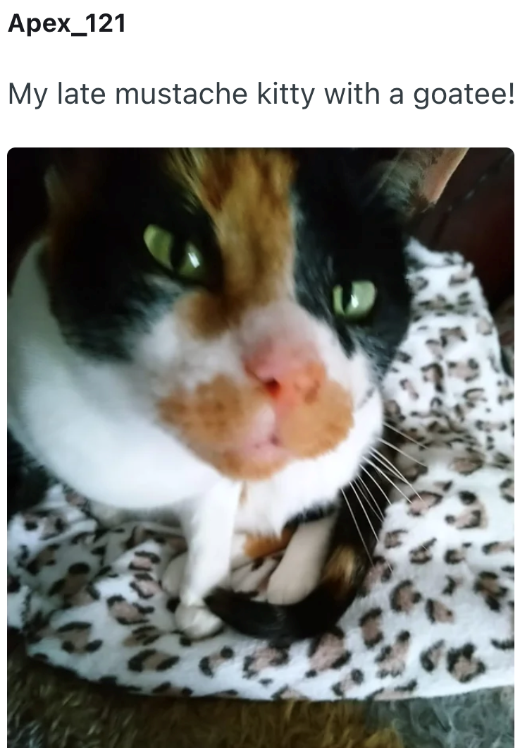 Apex_121 My late mustache kitty with a goatee!
