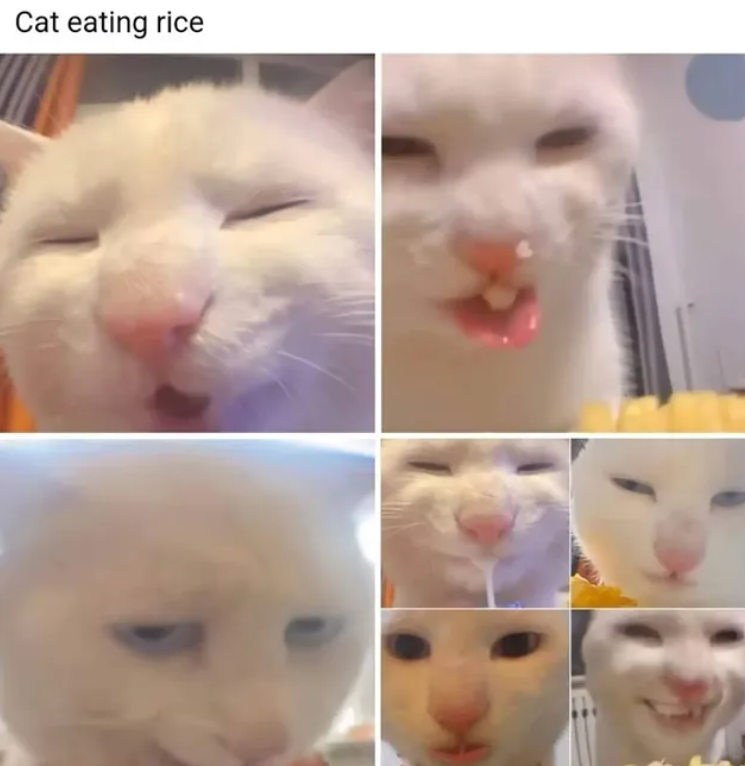 Cat eating rice
