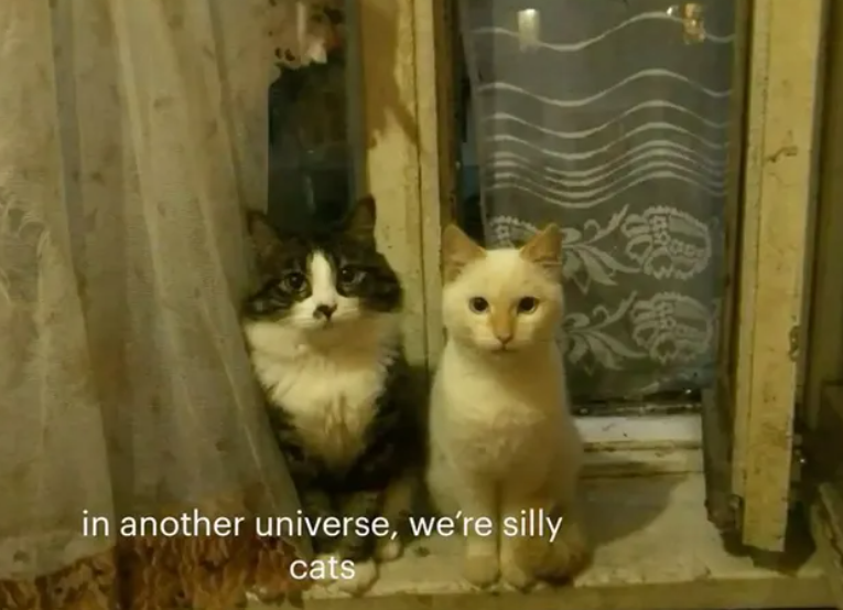 in another universe, we're silly cats