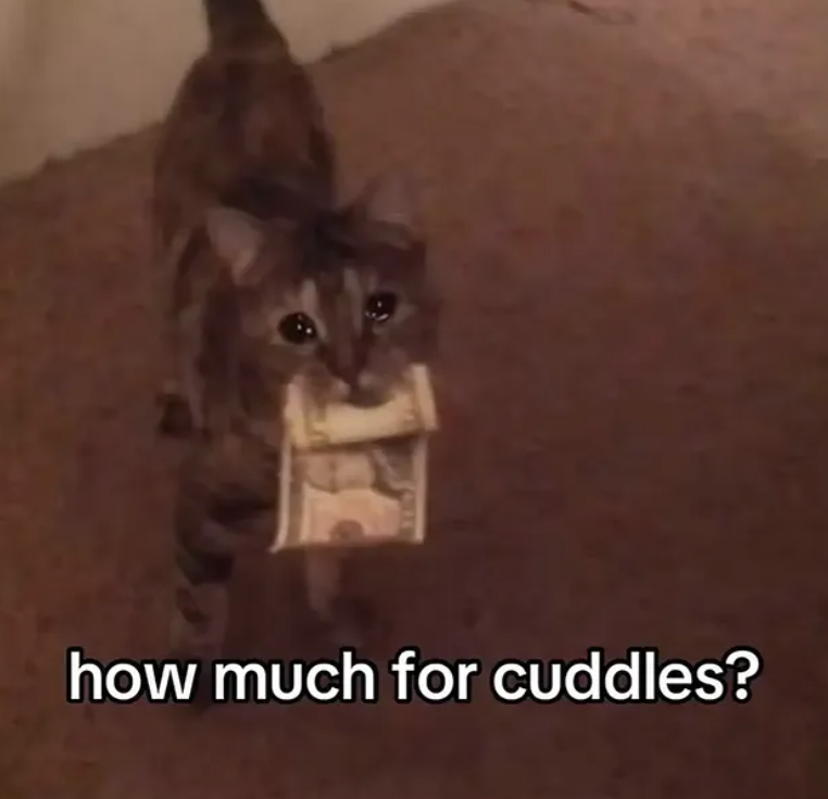 how much for cuddles?