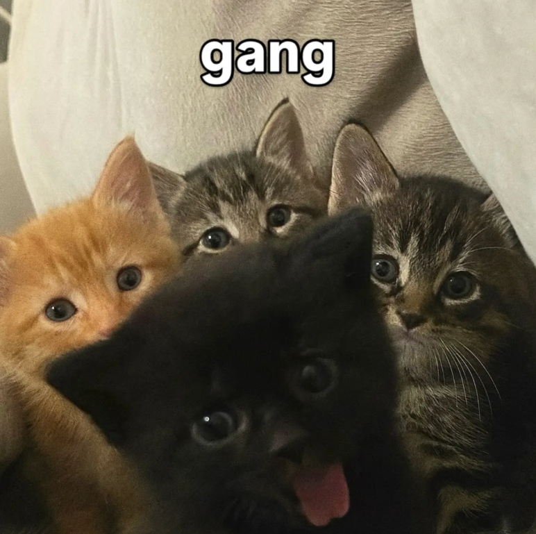 gang