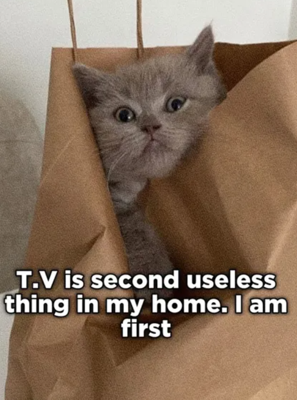 T.V is second useless thing in my home. I am first